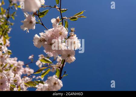 Beaux arbres fruitiers en fleurs. Branches de plantes en fleurs au printemps chaud et lumineux jour ensoleillé. Fond blanc de fleurs tendres Banque D'Images