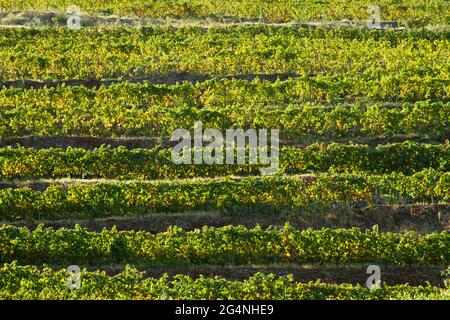 Vignobles de la vallée du Douro Portugal depuis le fleuve Douro et depuis le train jusqu'à Porto Banque D'Images