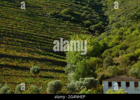 Vignobles de la vallée du Douro Portugal depuis le fleuve Douro et depuis le train jusqu'à Porto Banque D'Images