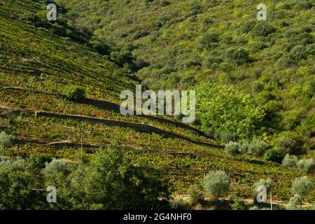 Vignobles de la vallée du Douro Portugal depuis le fleuve Douro et depuis le train jusqu'à Porto Banque D'Images