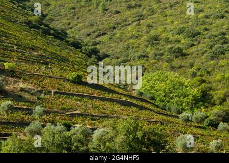 Vignobles de la vallée du Douro Portugal depuis le fleuve Douro et depuis le train jusqu'à Porto Banque D'Images