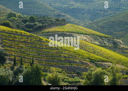 Vignobles de la vallée du Douro Portugal depuis le fleuve Douro et depuis le train jusqu'à Porto Banque D'Images