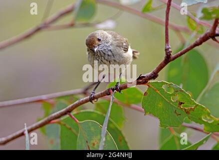 Brown Thornbill (Acanthiza pusilla) perchée dans un brousse dont la tête est cokée d'un côté du parc national de Giraween, Queensland, Australie Janvier Banque D'Images