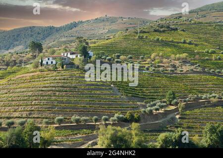 Vignobles de la vallée du Douro Portugal depuis le fleuve Douro et depuis le train jusqu'à Porto Banque D'Images