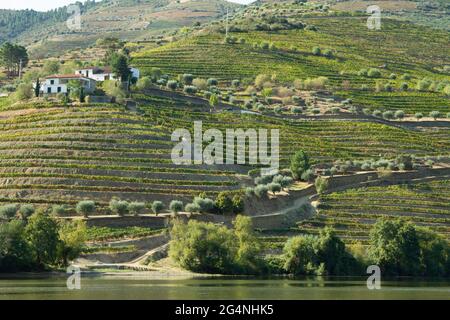 Vignobles de la vallée du Douro Portugal depuis le fleuve Douro et depuis le train jusqu'à Porto Banque D'Images