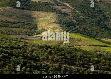 Vignobles de la vallée du Douro Portugal depuis le fleuve Douro et depuis le train jusqu'à Porto Banque D'Images