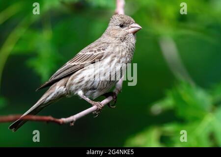 Femme Maison Finch assis sur une perche courbée avec un fond vert vif. Banque D'Images