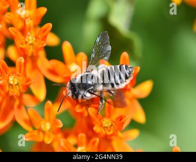 Gros plan d'une abeille noire et blanche (Megachile ssp.) sur l'herbe de papillon orange (Asclepias tuberosa). Banque D'Images