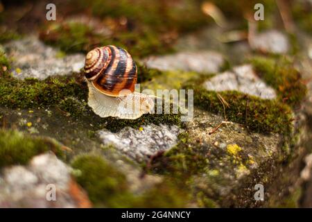 Gros plan sur la mousse verte parmi les cailloux. Concept animaux de la nature avec espace de copie extérieur à la lumière du jour. Banque D'Images