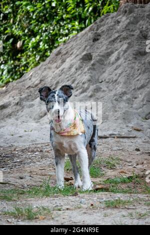 Chien mongrel blanc et noir jouant dans le sol à Minca, Colombie Banque D'Images