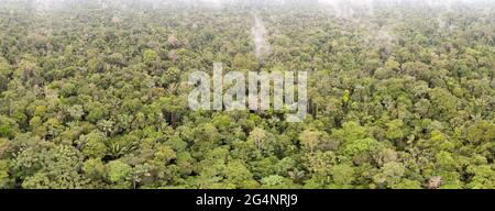 Panorama aérien de la forêt tropicale vierge en Équateur près de Rio Shiripuno. Banque D'Images