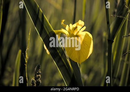 Drapeau de l'iris avec l'heure d'or soleil soir derrière elle, feuilles et pétales translucides, fleur unique entourée de feuilles Banque D'Images