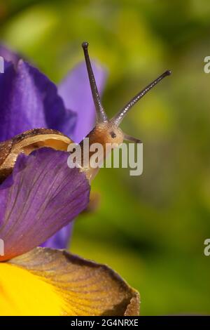 Magnifique escargot de jardin attrapant la lumière du soleil du matin gros plan sur une fleur d'iris pourpre en pleine floraison. Nature sauvage au printemps dans Norfolk Angleterre Banque D'Images