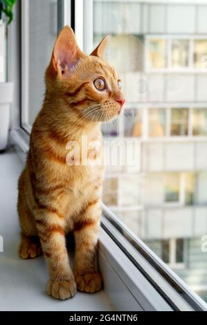 Gros plan d'un joli petit chaton au gingembre assis sur le rebord de la fenêtre et regardant à travers la moustiquaire. Animaux de compagnie. Mise au point sélective. Orientation verticale Banque D'Images