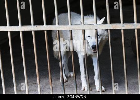 Gros plan d'un loup blanc derrière les bars en captivité dans un parc animalier du Lincolnshire en juin 2021. Banque D'Images