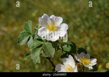 Chien Rose (Rosa Canina) fleur sauvage de la Sicile dans la montagne de la réserve naturelle de Nebrodi Banque D'Images