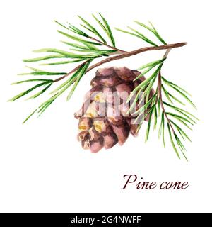 Cône de pin. Illustration aquarelle Banque D'Images