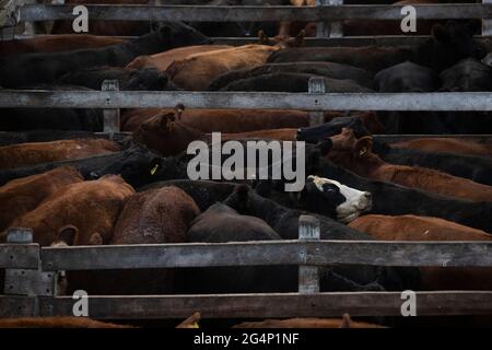 Buenos Aires, Argentine. 22 juin 2021. Les vaches sont en vente sur le marché de Liniers. Le gouvernement argentin a annoncé la levée progressive de l'interdiction d'exportation de la viande bovine imposée en mai 2021. L'interdiction avait été imposée en raison d'une "augmentation injustifiée des prix" et de l'approvisionnement du marché intérieur. Le gouvernement a maintenant proposé un plan aux agriculteurs: La production de boeuf doit être portée à 5 millions de tonnes, dont 3 millions seront offerts à la vente sur le marché intérieur. Selon le gouvernement, la priorité est de "fournir des Argentins". Credit: Matias Baglietto/dpa/Alay Live News Banque D'Images