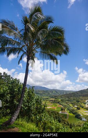 Champs de TARO traditionnels dans la VALLÉE DE HANALEI - KAUAI, HAWAÏ Banque D'Images