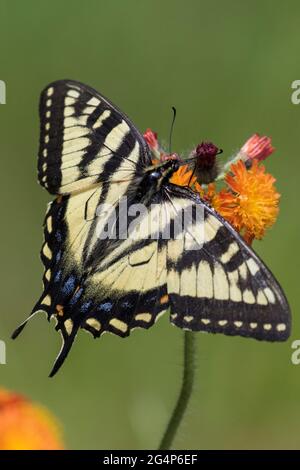 Papilio canadensis, la queue de tigre du Canada à Pilosella aurantiaca (renard et ourson, faucon orange, pinceau du diable, Grim-le-collier) Banque D'Images