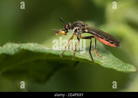 Dioctria hyalipennis est une espèce holarctique de volte-mouches Banque D'Images