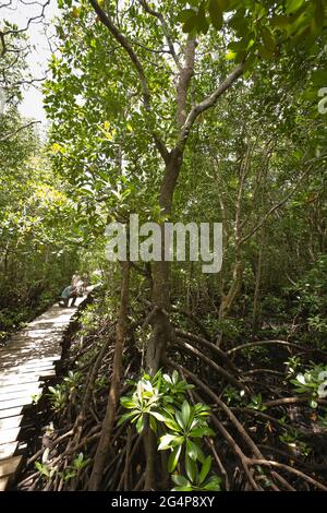 Mangroves dans le parc national de la forêt de Jozani, Zanzibar, Tanzanie Banque D'Images