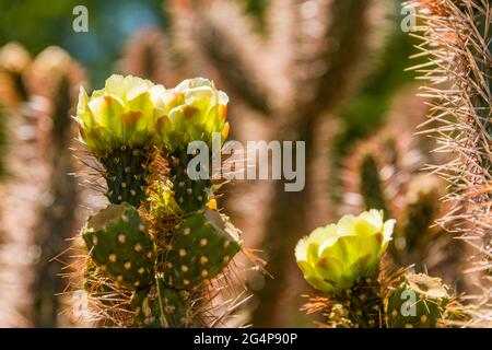 Jardin botanique du désert - plantes et sculptures - fleurs de la Cholla d'ours en peluche rouge (Cylindropuntia bigelovii) Banque D'Images