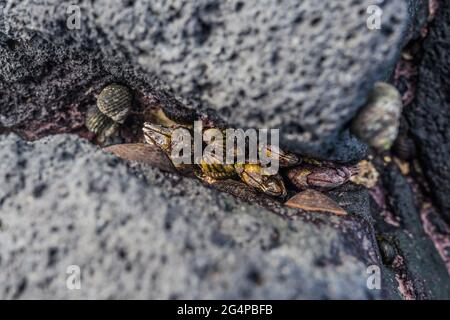 Petits palourdes sur des pierres de basalte, île de Jeju, Corée du Sud - 17 août 2019 Banque D'Images