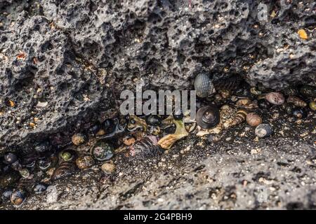 Petits palourdes sur des pierres de basalte, île de Jeju, Corée du Sud - 17 août 2019 Banque D'Images