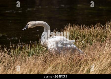 Cygnus buccinator (Cygnus buccinator), qui repose dans une grande herbe à côté de la rivière Firehole, parc national de Yellowstone, Wyoming Banque D'Images