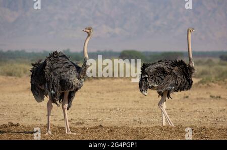 Femelles autruches à col rouge (Struthio camelus camelus) dans une réserve naturelle du désert du Néguev Banque D'Images
