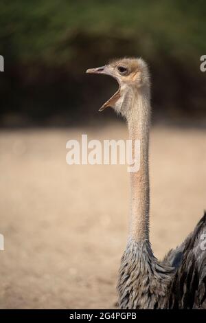 Une femelle d'autruche à col rouge s'appelle dans une réserve naturelle du désert du Néguev. Struthio camelus camelus Banque D'Images