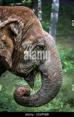 Éléphants d'Asie à Phuket en Thaïlande Banque D'Images