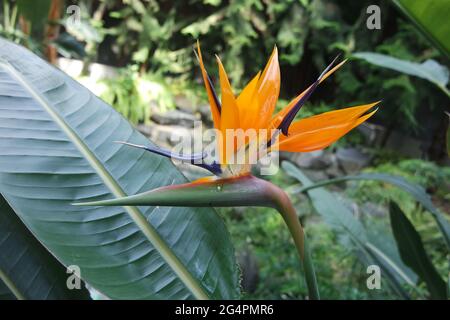 Strelitzia reginae oiseau de paradis fleur Banque D'Images