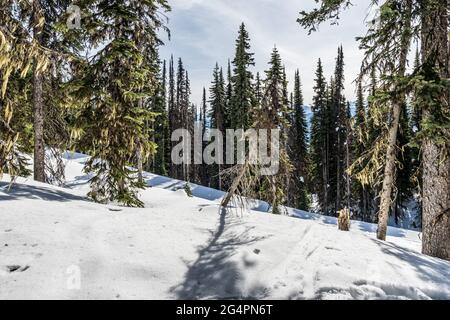 Sapins dans une forêt début de printemps terrain couvert de neige sur une montagne. Banque D'Images