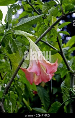 Fleur rose de la trompette de l'ange très toxique (Brugmansia), Bavière, Allemagne, Europe Banque D'Images