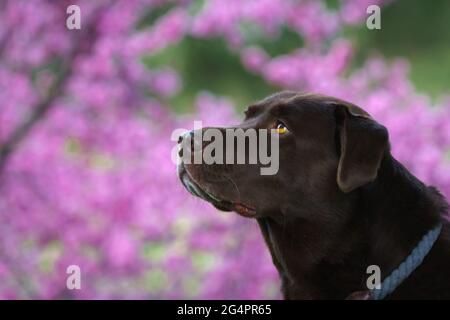 Brunir le Labrador dans les cerisiers en fleurs Banque D'Images