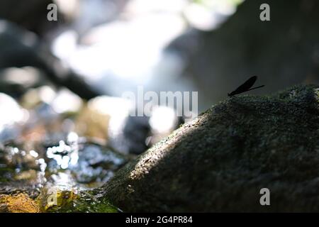 Dragonfly repose dans une ombre sur une roche mossy près d'une rivière propre ensoleillée Banque D'Images