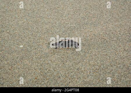 Marche au crabe noir dans le sable de la plage de Palomino à la Guajira, Colombie Banque D'Images