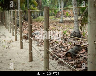 Clôture en bâtonnets de bambou et fils barbelés entourant un territoire rempli de palmiers à noix de coco Banque D'Images