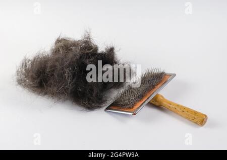 Brosse pour animaux et poils de chien noirs sur fond blanc. Peigne spécial pour enlever les poils morts d'animaux avec une poignée en bois. Bouquet de poils d'animaux. Haut v Banque D'Images