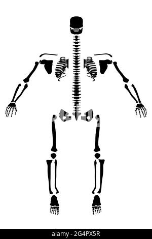 Silhouette d'un squelette humain divisé sur les côtés. Vue avant. Illustration vectorielle. Illustration de Vecteur