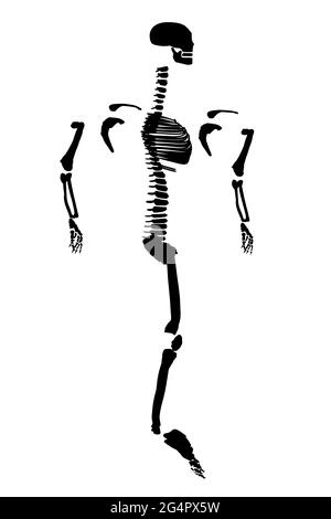 Silhouette d'un squelette humain divisé sur les côtés. Vue latérale. Illustration vectorielle. Illustration de Vecteur