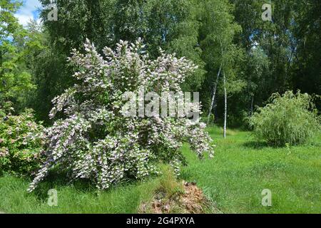 Un buisson ornemental de Deutzia avec des fleurs roses tendres en design de paysage. Deutzia scabra Codsall Rose floraison avec des fleurs blanches et roses floues. Banque D'Images