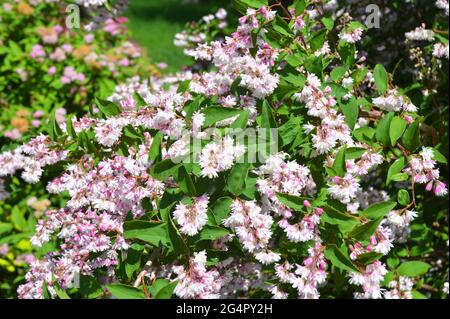 Les branches de la bague Deutzia fleurissent. Deutzia en fleurs, ou buisson en forme d'étoile dans le jardin. Banque D'Images