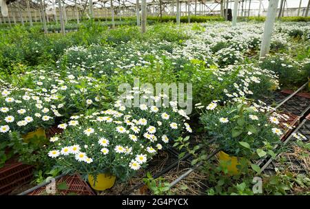 Osteospermum en pot en serre Banque D'Images