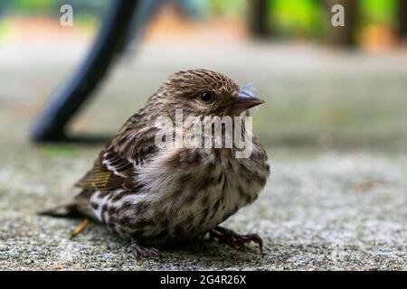 Un jeune Siskin de pin du Nord repose sur terre sur l'île de Whidbey, Washington, États-Unis Banque D'Images