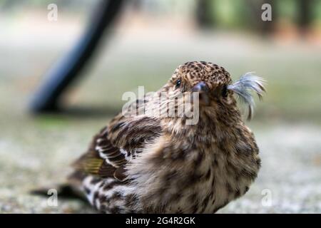 Un jeune Siskin de pin du Nord repose sur terre sur l'île de Whidbey, Washington, États-Unis Banque D'Images