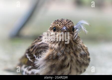 Un jeune Siskin de pin du Nord repose sur terre sur l'île de Whidbey, Washington, États-Unis Banque D'Images