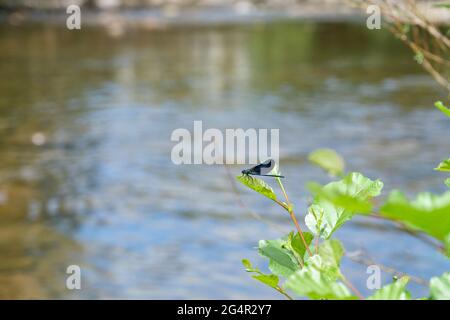 Belle demoiselle (Calopteryx virgo) damselfly sur une branche. Dragonfly dans la nature. Banque D'Images